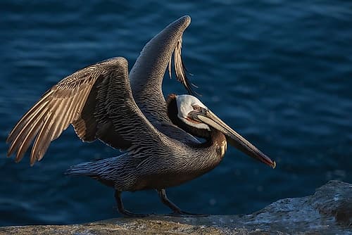 Brown pelican Coastal Print
